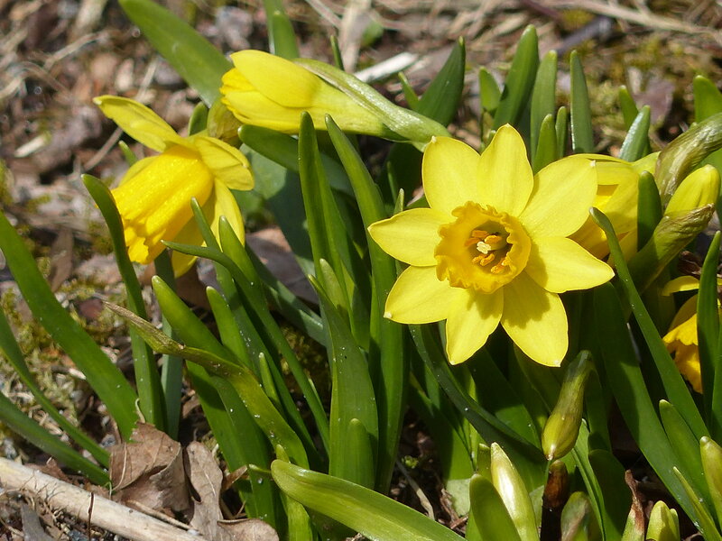 Yellow Daffodils in Bloom — Natural, Spring, Photograph, Green Leaves, Dry Leaves