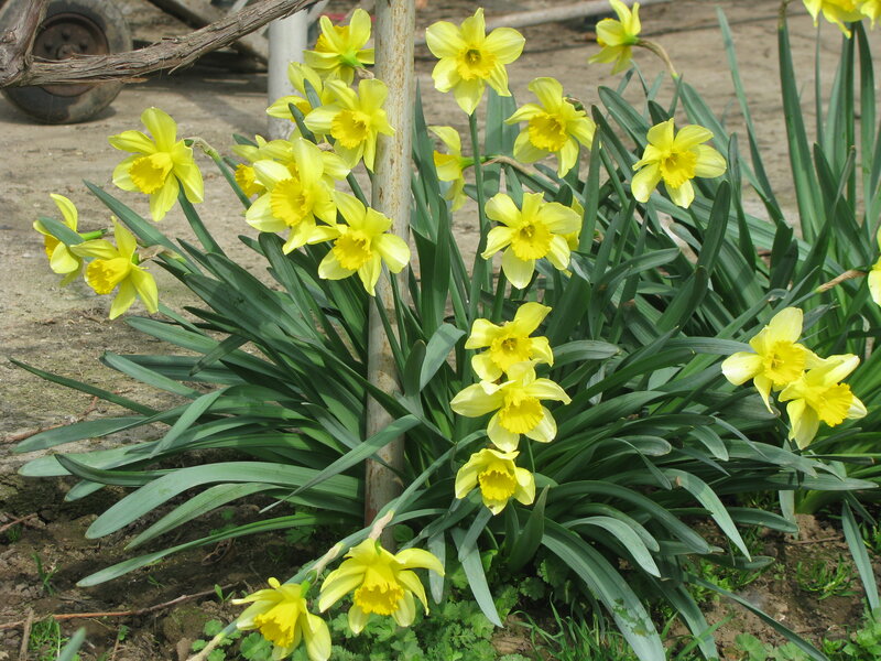 Yellow Daffodils in Bloom — Natural, Spring, Photograph, Green Leaves, Metal Pole