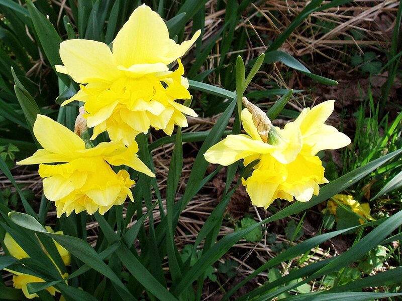 Yellow Daffodils in Bloom — Natural, Spring, Photograph, Green Leaves, Soil