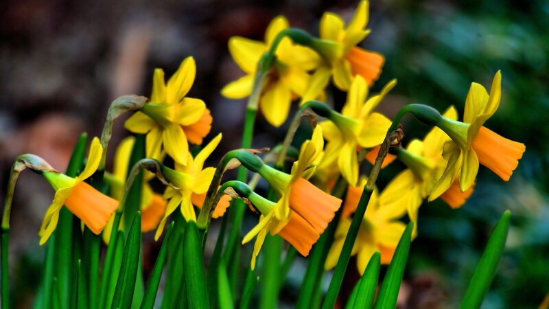Yellow Daffodils in Bloom — Natural, Spring, Photograph, Green Stems