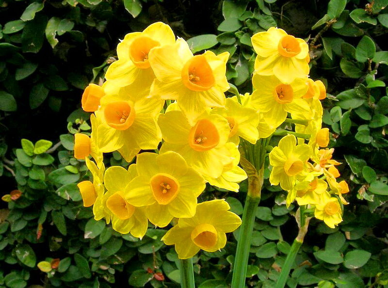 Yellow Daffodils in Bloom — Natural, Spring, Photograph