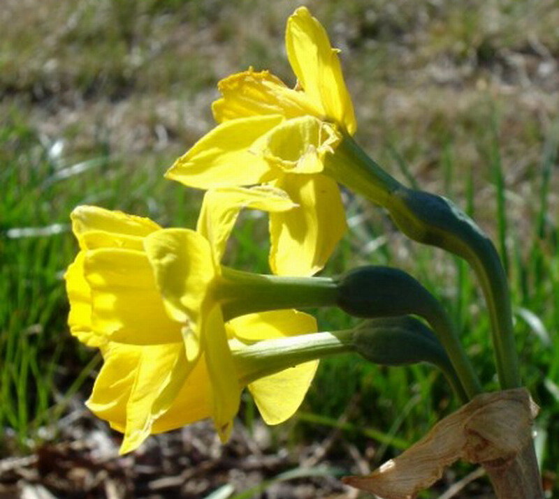Yellow Daffodils in Bloom — Natural, Spring