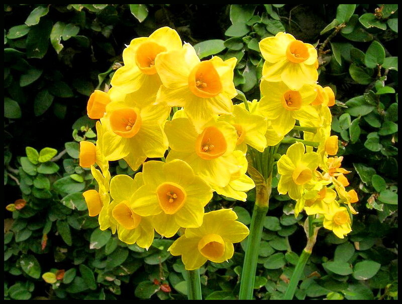 Yellow Daffodils in Bloom — Natural