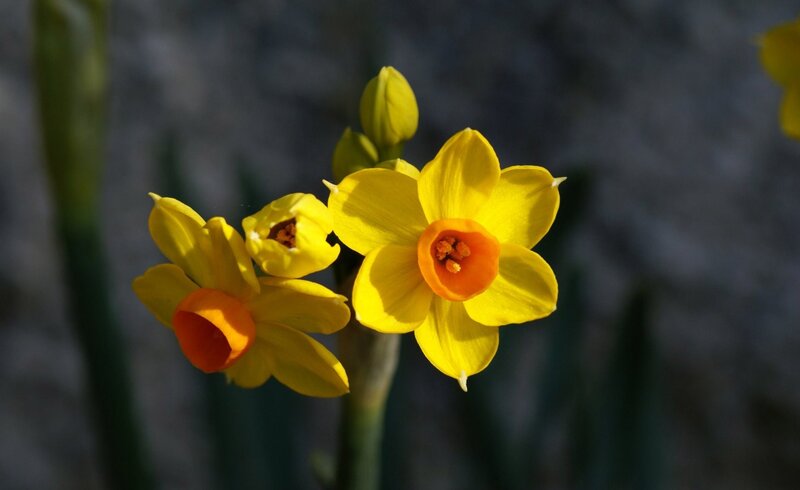Yellow Daffodils in Bloom — Serene, Spring, Photograph, Buds