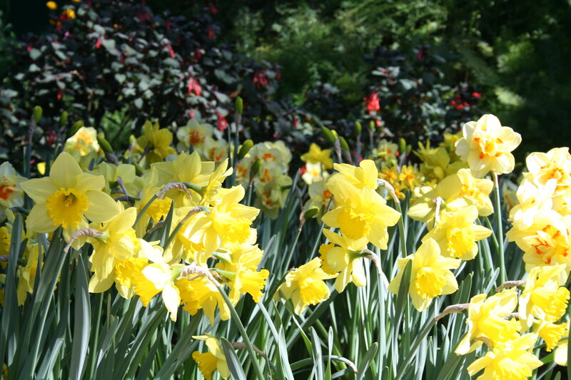 Yellow Daffodils in Bloom — Serene, Spring, Photograph, Flowers, Green Leaves