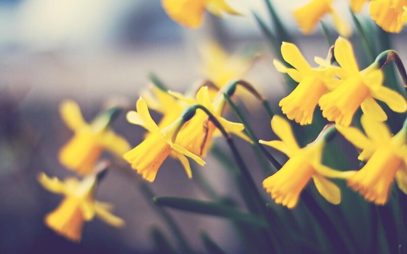 Yellow Daffodils in Bloom — Serene, Spring, Photograph, Flowers, Green Stems, Green