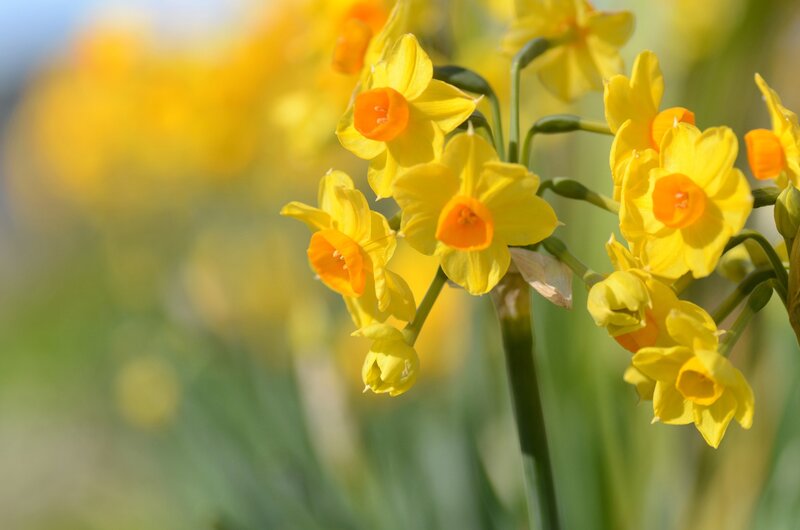 Yellow Daffodils in Bloom — Serene, Spring, Photograph, Flowers, Green Stems, Sunlight