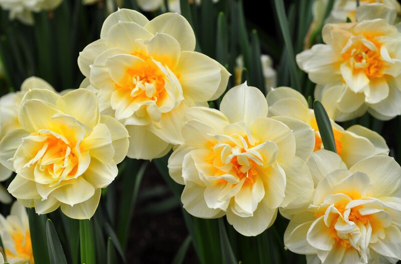 Yellow Daffodils in Bloom — Serene, Spring, Photograph, Flowers, Leaves, Garden