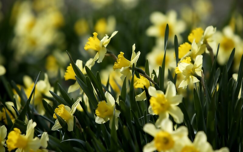 Yellow Daffodils in Bloom — Serene, Spring, Photograph, Flowers, Leaves, Sunlight