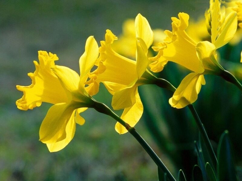 Yellow Daffodils in Bloom — Serene, Spring, Photograph, Flowers, Stems