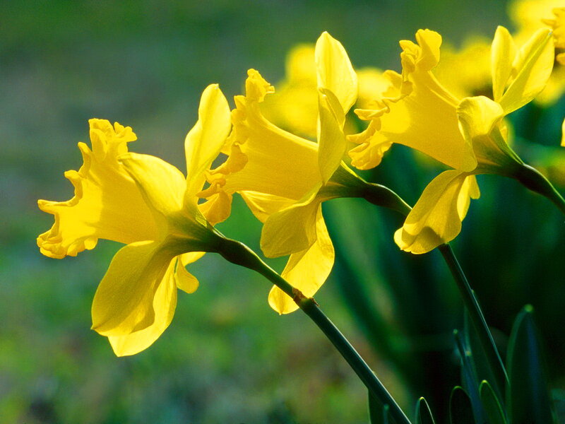 Yellow Daffodils in Bloom — Serene, Spring, Photograph, Flowers