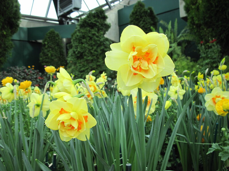 Yellow Daffodils in Bloom — Serene, Spring, Photograph, Green Foliage