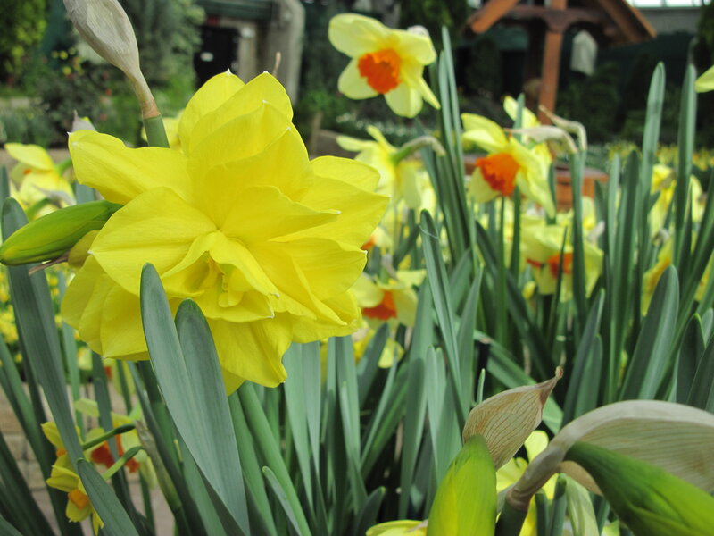 Yellow Daffodils in Bloom — Serene, Spring, Photograph, Green Leaves, Flower Buds