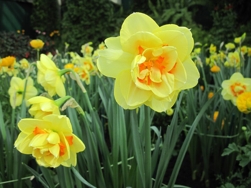 Yellow Daffodils in Bloom — Serene, Spring, Photograph, Green Leaves, Garden