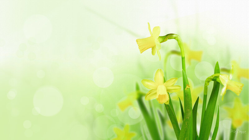 Yellow Daffodils in Bloom — Serene, Spring, Photograph, Green Stems