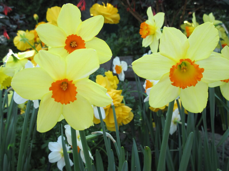 Yellow Daffodils in Bloom — Serene, Spring, Photograph, Green Stems, White Flowers