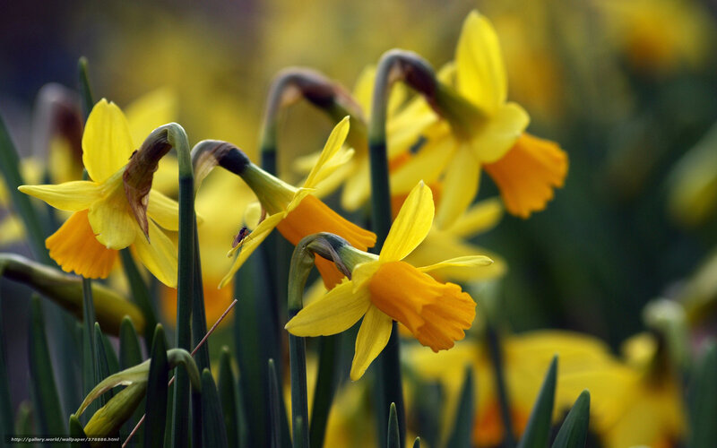 Yellow Daffodils in Bloom — Serene, Spring, Photograph, Insect