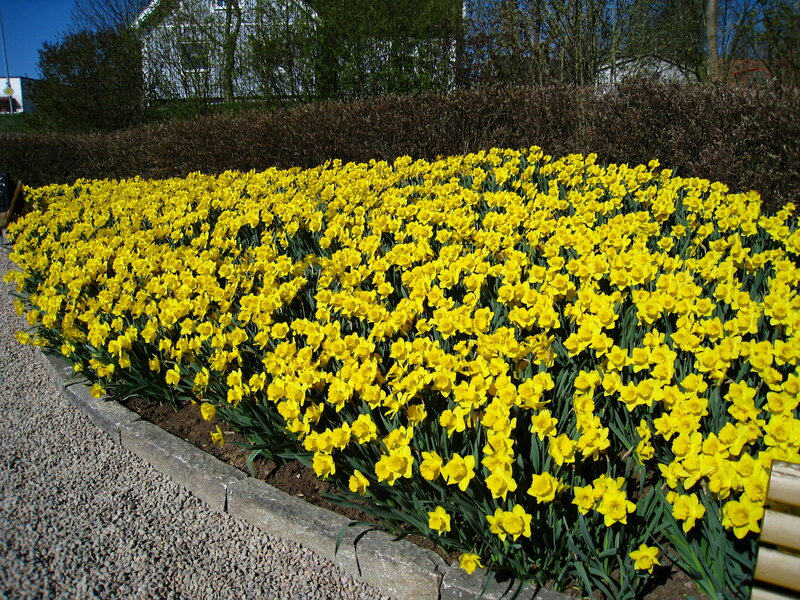 Yellow Daffodils in Bloom — Serene, Spring, Photograph
