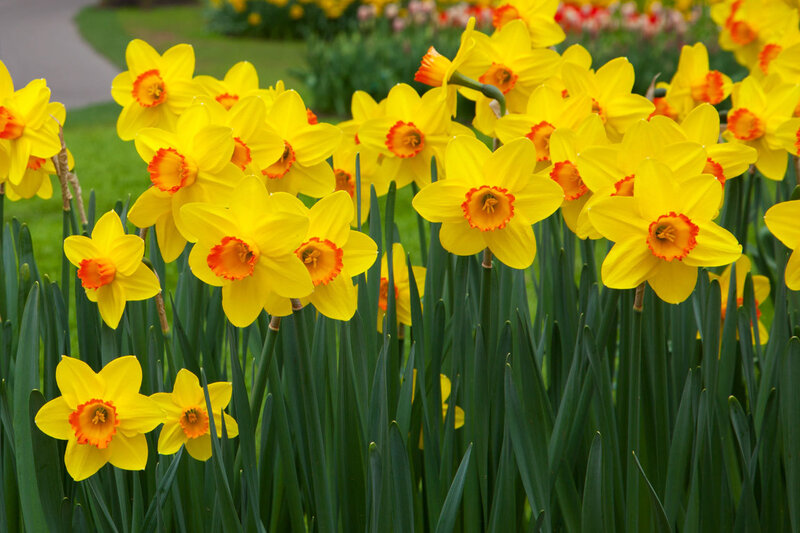 Yellow Daffodils in Bloom — Serene, Spring
