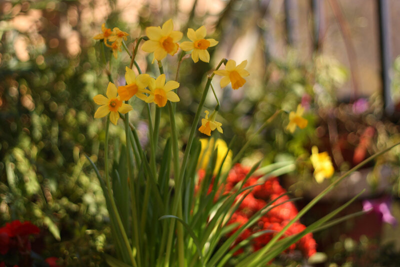 Yellow Daffodils in Bloom — Serene