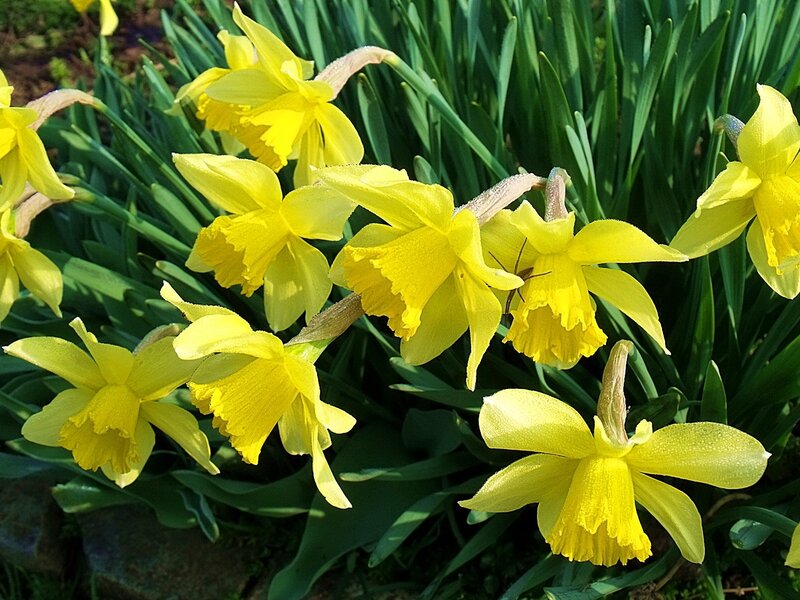 Yellow daffodils in bloom