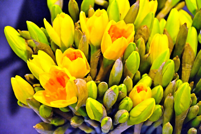 Yellow Daffodils in Bloom — Vibrant, Spring, Photograph, Buds