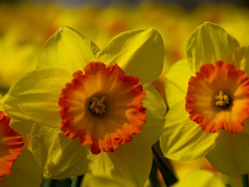 Yellow Daffodils in Bloom — Vibrant, Spring, Photograph, Flower