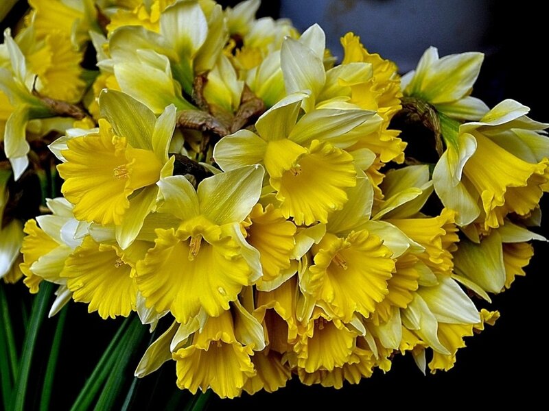 Yellow Daffodils in Bloom — Vibrant, Spring, Photograph, Flowers