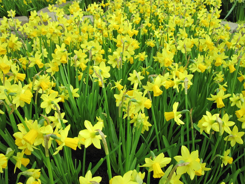 Yellow Daffodils in Bloom — Vibrant, Spring, Photograph, Green Stems