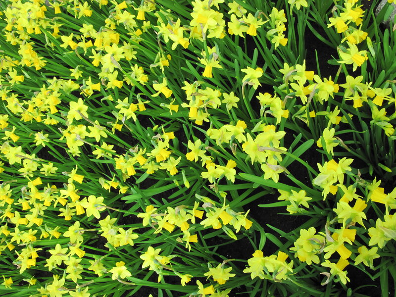 Yellow Daffodils in Bloom — Vibrant, Spring, Photograph