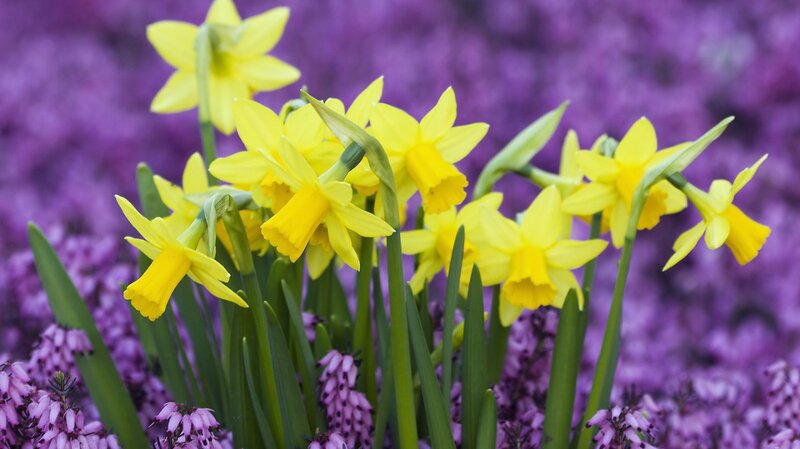Yellow Daffodils in Bloom — Vibrant, Spring