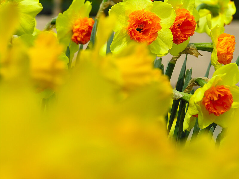 Yellow Daffodils in Bloom — Vibrant
