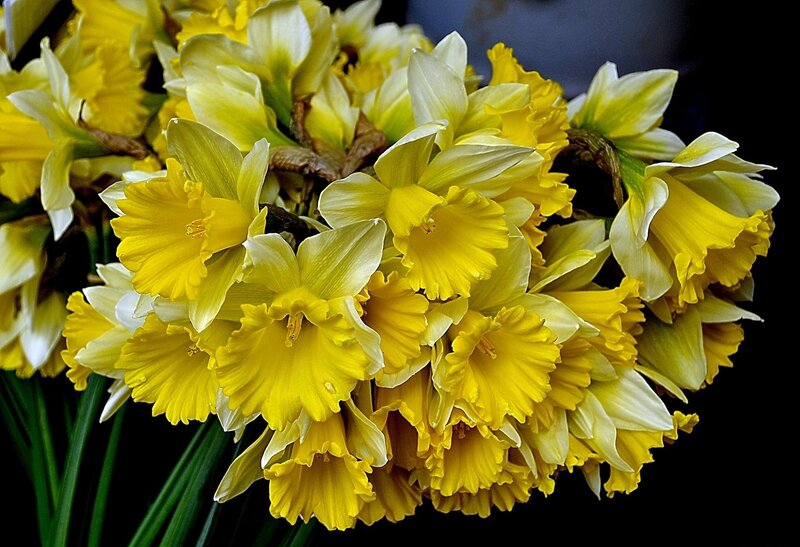 Yellow Daffodils in Bouquet — Vibrant, Photograph
