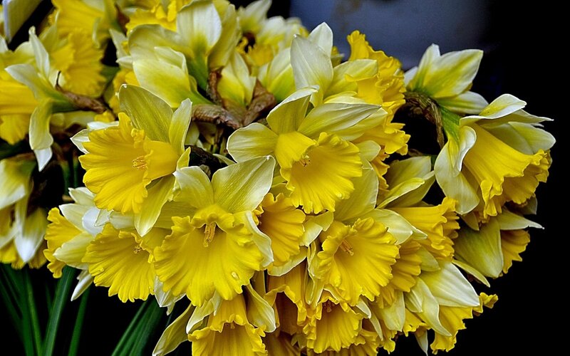 Yellow Daffodils in Bouquet — Vibrant