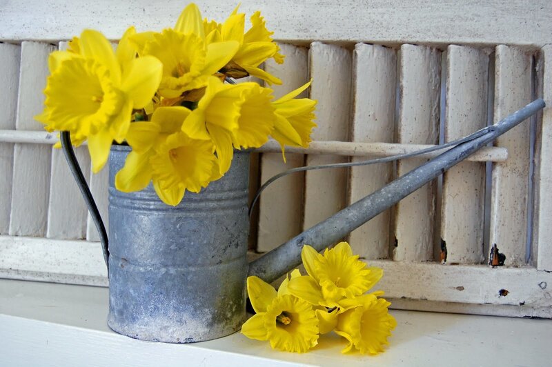 Yellow Daffodils in Can