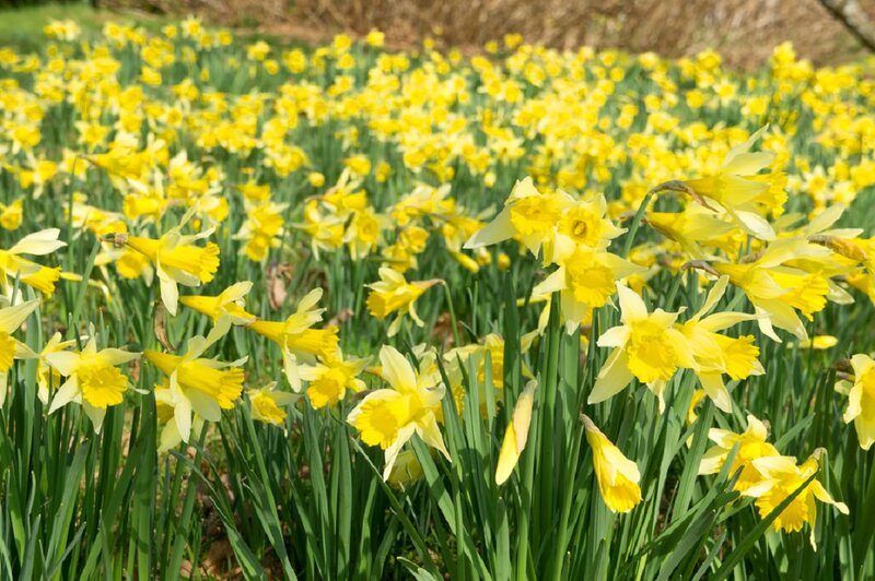 Yellow Daffodils in Field — Bright, Spring, Photograph