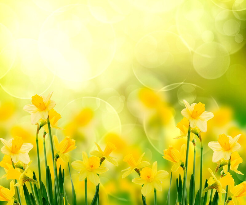 Yellow Daffodils in Field — Bright, Spring