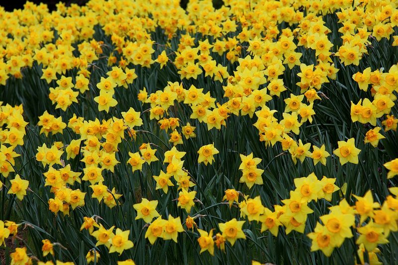 Yellow Daffodils in Field — Bright