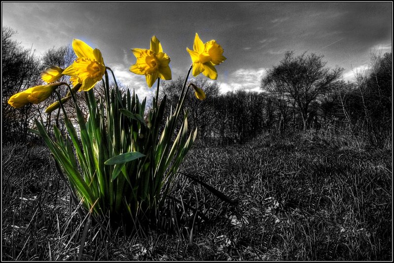 Yellow Daffodils in Field — Dramatic