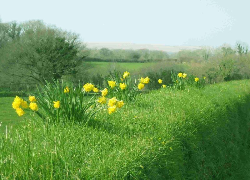 Yellow Daffodils in Field — Green