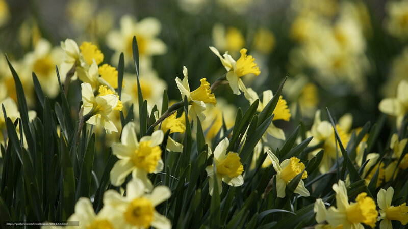 Yellow Daffodils in Field — Serene, Spring, Photograph, Flowers, Leaves