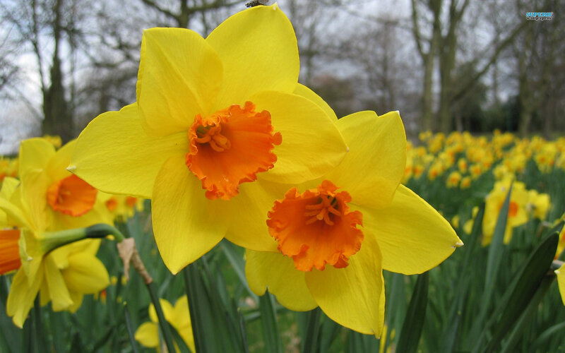 Yellow Daffodils in Field — Serene, Spring, Photograph, Flowers