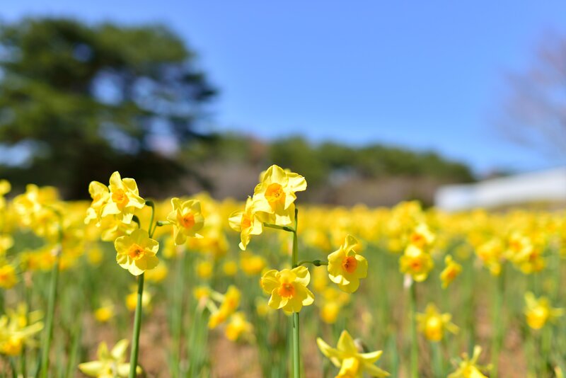 Yellow Daffodils in Field — Serene, Spring, Photograph, Flowers, Trees