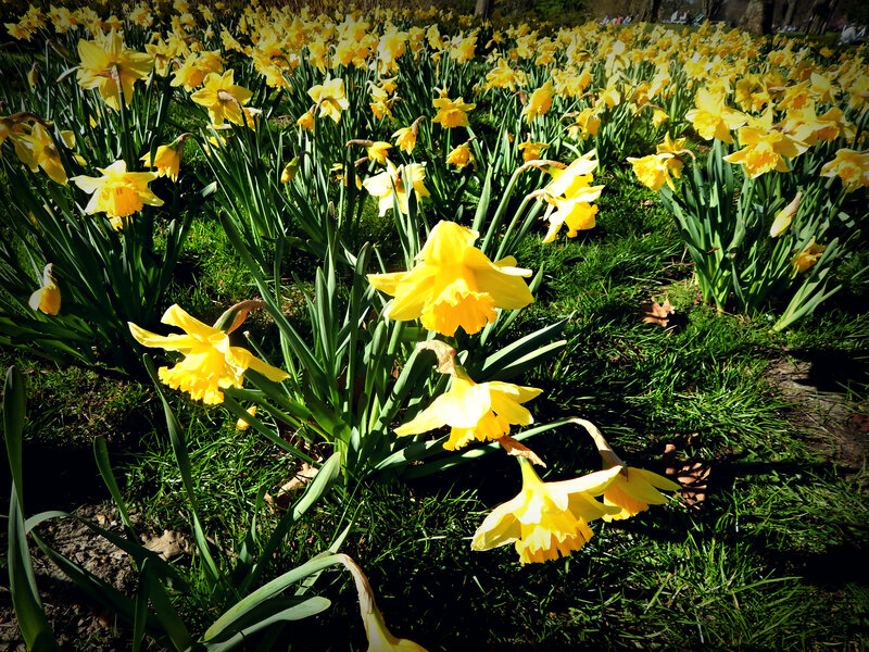Yellow Daffodils in Field — Serene, Spring, Photograph, Grass, Sunlight