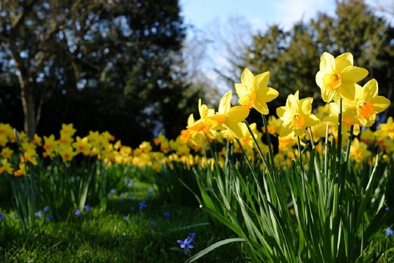 Yellow Daffodils in Field — Serene, Spring, Photograph, Grass, Trees