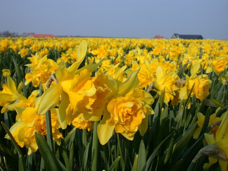 Yellow Daffodils in Field — Serene, Spring, Photograph, Sky