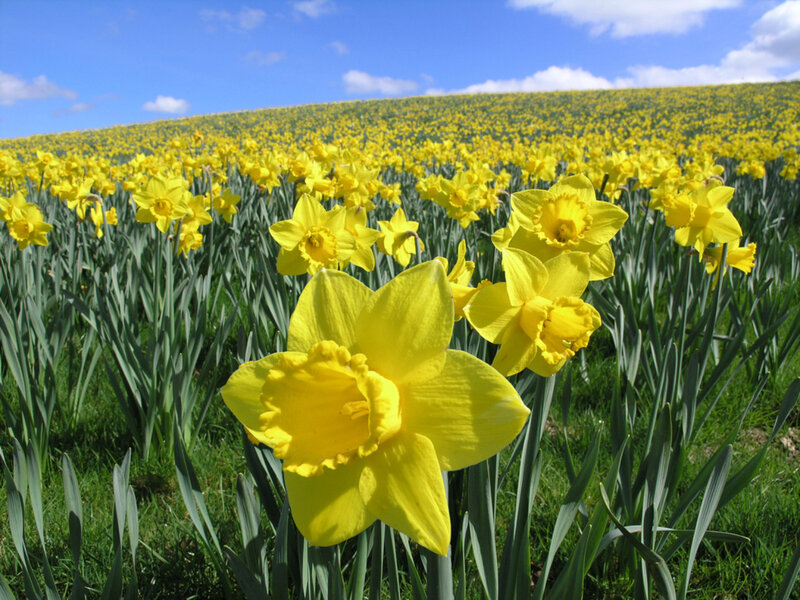 Yellow Daffodils in Field — Serene, Spring, Photograph