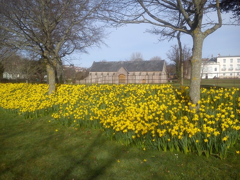 Yellow Daffodils in Field — Serene, Spring, Photograph, Trees, Building