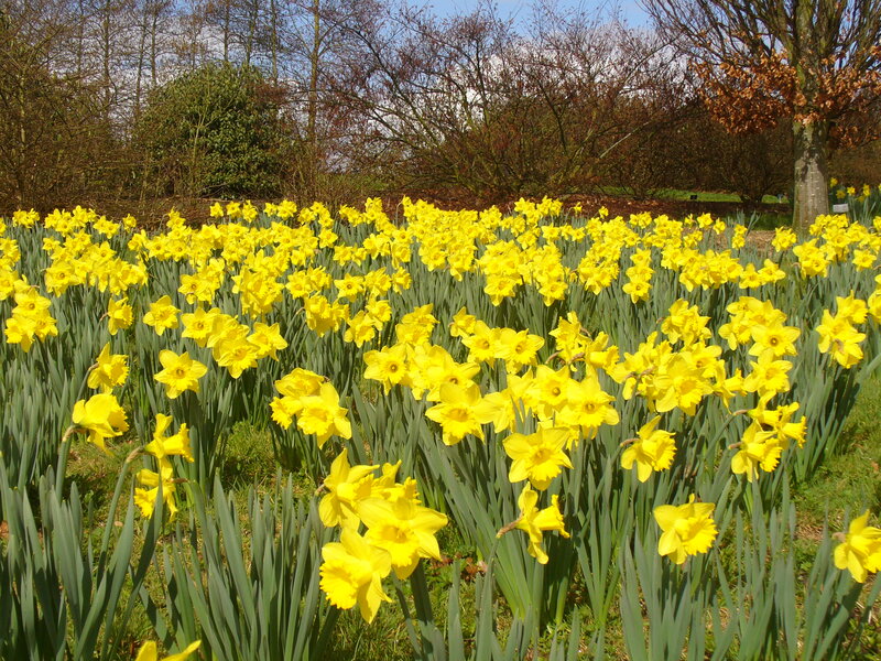 Yellow Daffodils in Field — Serene, Spring, Photograph, Trees, Grass