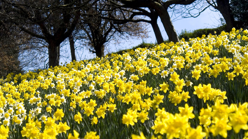 Yellow Daffodils in Field — Serene, Spring, Photograph, Trees, Sky